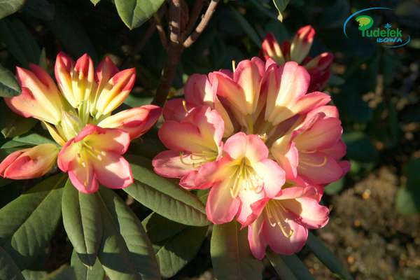 Rhododendron Robert de Belder